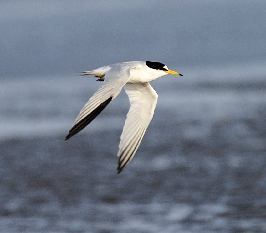 Saunders's Tern